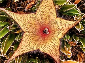 starfish