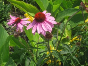 Echinacea w Rach IMG_5653