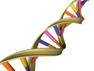 400px-DNA_Double_Helix